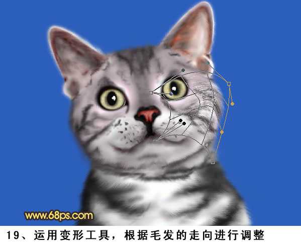 PS将鼠绘出神态逼真可爱的小灰猫