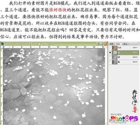 ps大师详细讲解红花抠图教程