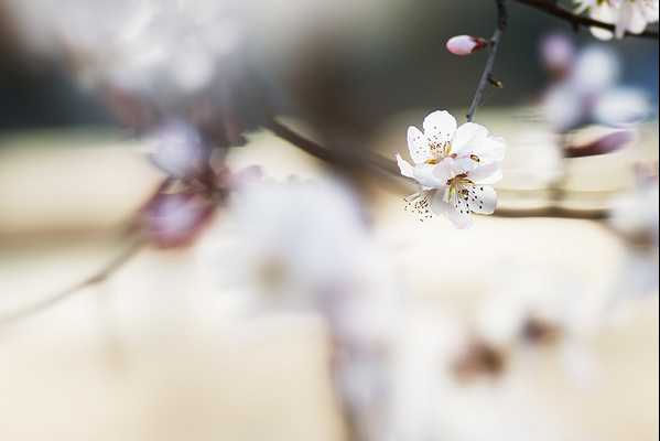 春季摄影七招巧拍树上花实例教程